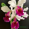 Cattleya Fabia(labiata semialba x C. dowiana)..
